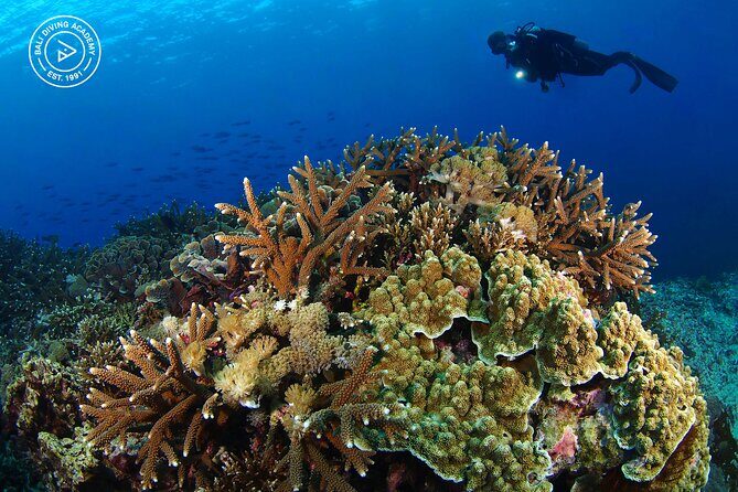 3 Epic Dives in Nusa Penida - Certified Divers' Day Trip - Getting there from Kuta/Legian/Seminyak: timing that affects the whole day