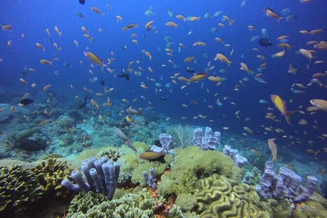 3 Epic Dives in Nusa Penida - Certified Divers' Day Trip - Price and what $190 gets you (and what it doesn’t)
