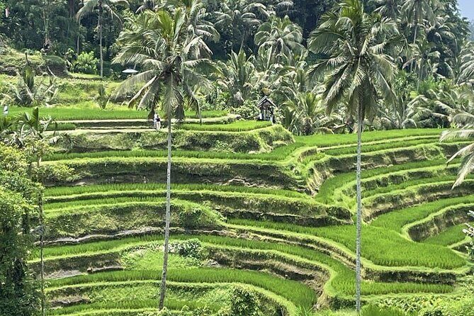 All Inclusive Ubud Cultural and Natural Highlights Tour - A private Ubud day that avoids the usual chaos