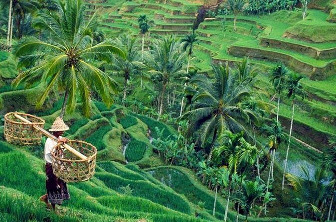 All inclusive Ubud private tour - Tegalalang Rice Terrace: the photo stop with real walking