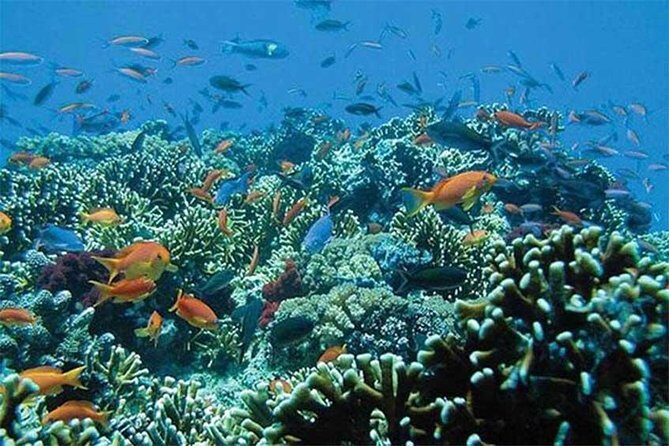 All Ticket Inclusive-Blue Lagoon Snorkeling-Ubud Monkey Forest & Ubud Waterfall - What to bring so you enjoy it instead of rushing