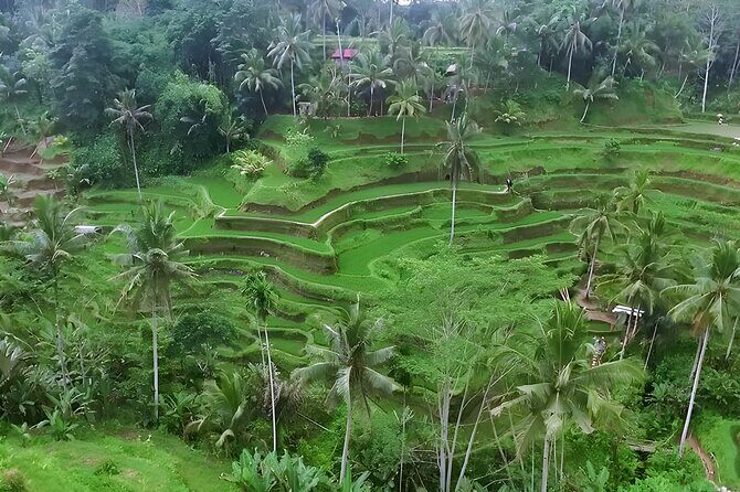 Amazing Bali Swing Experience with Ubud Full Day Tour - Private door-to-door pickup from Seminyak (and beyond)