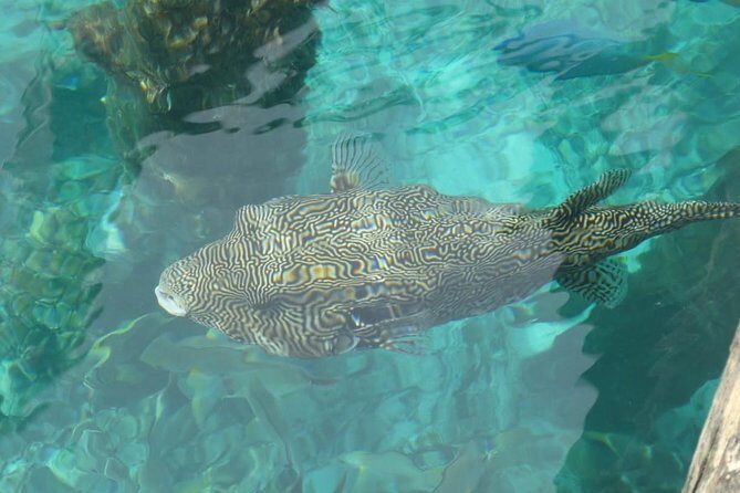 Amazing Blue Lagoon Snorkeling with Private Hotel Transfer - Group size and the vibe: Small group, less chaos