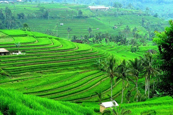 Ancient Temples and Jatiluwih Rice Terrace Private Tour - A 10-hour Bali countryside loop: temples, coffee, and Jatiluwih
