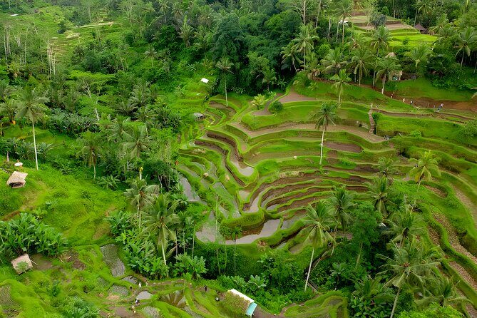 Bali ATV Ride And Ubud Tour Packages : Best Quad Bike Trip - Sacred Monkey Forest Sanctuary: Beautiful, Funny, and Not a Zoo