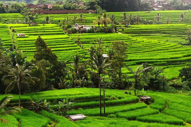 Bali: Bedugul Lake Temple, Banyumala Waterfall, UNESCO Rice Field - Why this route makes sense from Seminyak