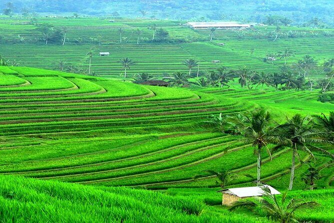 Bali: Bedugul Lake Temple, Banyumala Waterfall, UNESCO Rice Field - Banyumala Waterfall: rainforest walk, and why rain changes the vibe