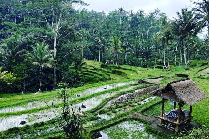 Bali: Best Eastern Waterfalls with Private Bali Tours - The coffee plantation stop: tasting traditional Balinese flavors
