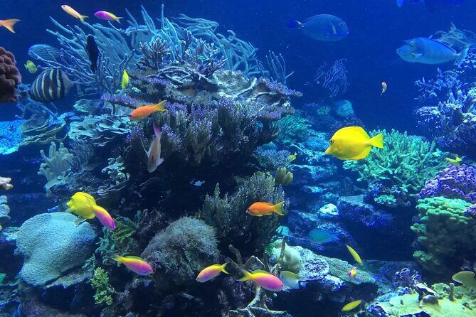 Bali Blue Lagoon Snorkeling with Private Transfer and Lunch - Why Blue Lagoon Beach is a smart choice for a fast Bali water day