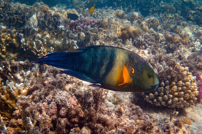 Bali Blue Lagoon Snorkeling with Private Transfer and Lunch - Snorkeling essentials: gear, a safety-focused English guide, and help for beginners