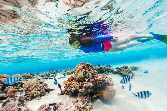 Bali Blue Lagoon Snorkeling with Private Transfer and Lunch - Who should book this Blue Lagoon snorkeling trip
