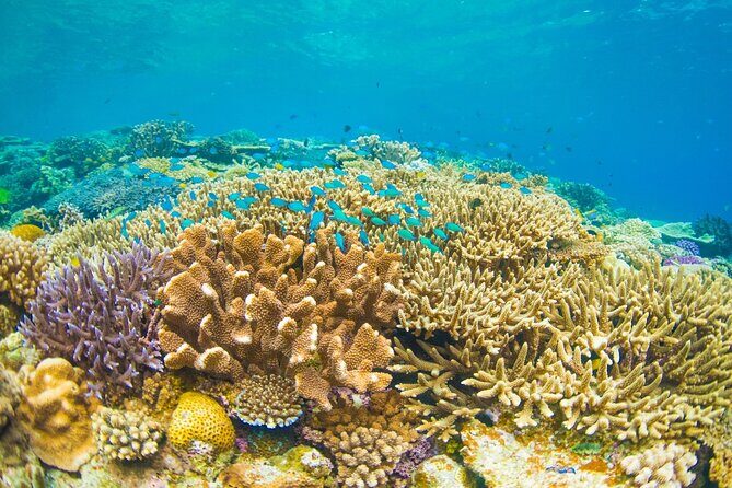 Bali Blue Lagoon Snorkeling with Private Transfer and Lunch - Practical tips so the day feels smooth (not rushed)