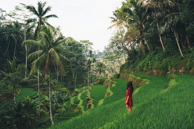 Bali day trip : Batur Sunrise Hike and Hot Spring All inclusive - Ubud art market pass and rice terraces views: bonus scenery, possible add-ons