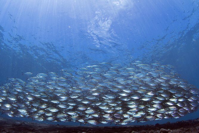 Bali Diving Day Trip-Manta Point/Tulamben Shipwreck-Fun Dive - Price and value: is $95 actually fair for what you get?