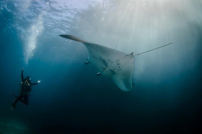 Bali Hai - Reef Cruise - Key highlights at a glance