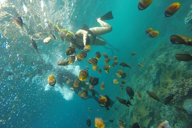 Bali Nusa Penida and Private Snorkeling (Manta Bay, Gamat, Wall) - Marine life reality check: mantas, currents, and jellyfish