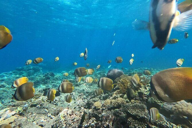 Bali Nusa Penida and Private Snorkeling (Manta Bay, Gamat, Wall) - The snorkeling plan: Manta Bay, Gamat Bay, Wall Bay Point