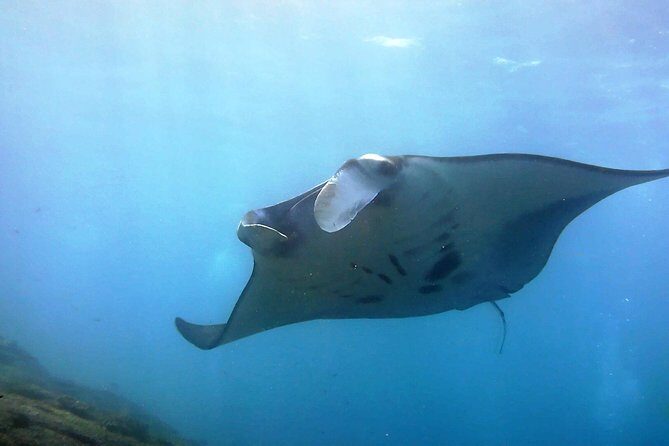 Bali Scuba Diving at Nusa Penida Manta Point For Certified Diver - Key highlights worth your attention