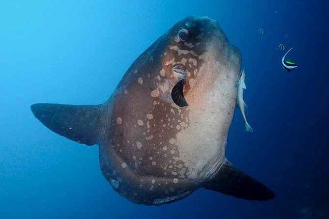 Bali Scuba Diving at Nusa Penida Manta Point For Certified Diver - Nusa Penida Manta Point: why this route beats a snorkel day