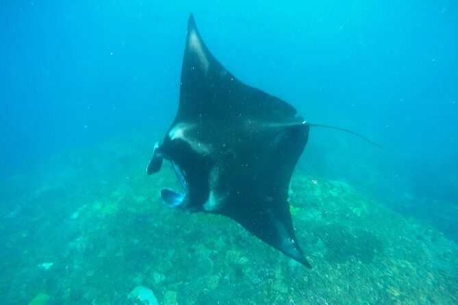 Bali Scuba Diving at Nusa Penida Manta Point For Certified Diver - Mantas aren’t guaranteed, but your odds are higher with the right requirements