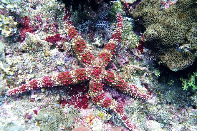 Bali Scuba Diving trip at Tulamben for Certified Diver - Value check: why the $98.34 price can make sense