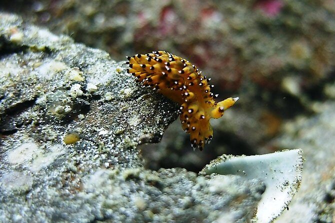 Bali Scuba Diving trip at Tulamben for Certified Diver - Who should book this Tulamben certified-diver trip (and who should skip it)