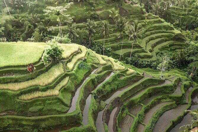 Bali Shore Excursions : Best of Bali Tour - Price and value: what $25 buys you on a private day