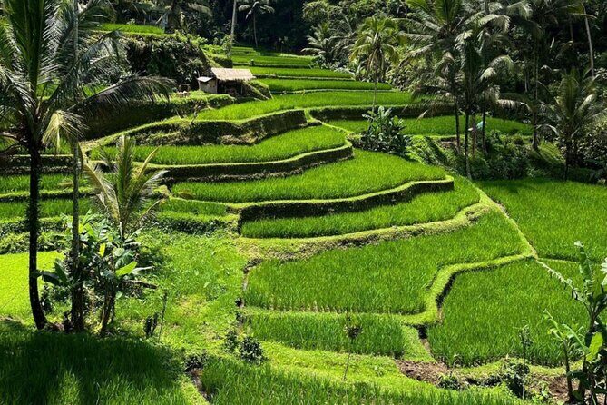 Bali Swing, Monkey Forest and Waterfall Private Tour - Private tour value: where the $24.65 price makes sense