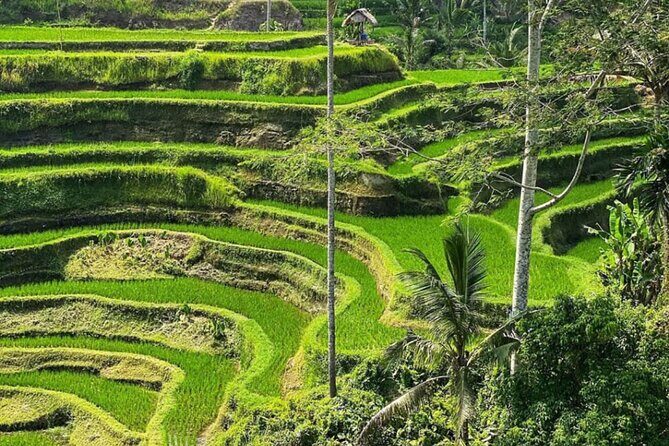 Bali Swing, Monkey Forest and Waterfall Private Tour - Who this tour fits best (and who should think twice)