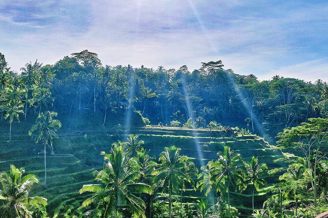 Best of Ubud - Full day Tour + FREE WI-FI - Friendly support and an organized driver