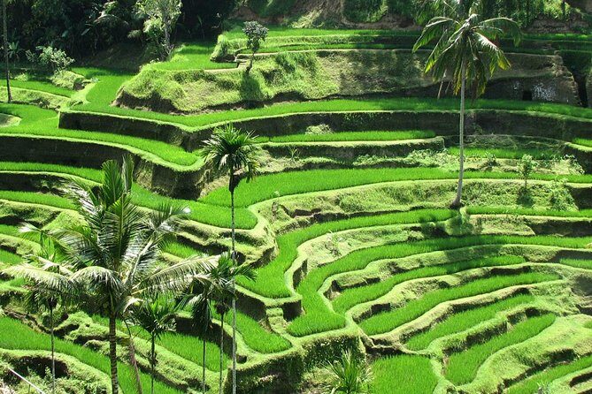 Best of Ubud with Jungle Swing Experience - Celuk, Tohpati, and Batuan: the craft stops that make Ubud click