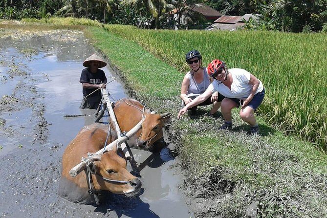 Bike ride in the rice fields, Bali countryside - Should You Book This Rice-Field Bike Ride?