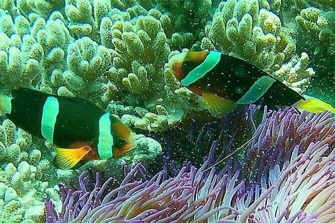 Blue Lagoon Snorkeling with Lunch and Private Transport - Blue Lagoon snorkeling: colorful reefs close to the surface