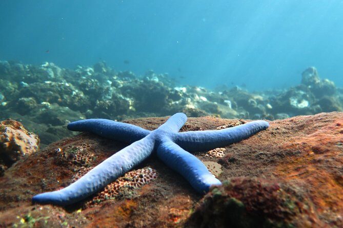 Discover Scuba Diving Tulamben Bali For Non-Certified Divers - Key things I’d watch for before you go