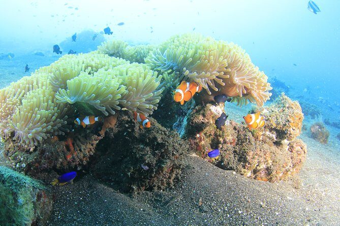 Discover Scuba Diving Tulamben Bali For Non-Certified Divers - The day’s timing: early pickup to late return