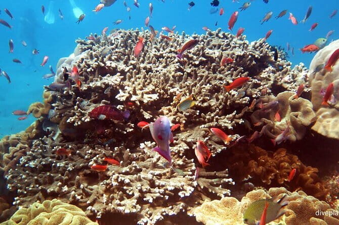 From Bali: Nusa Penida Snorkeling and Island Tour - Getting there: AC car, Sanur meeting point, then the speedboat