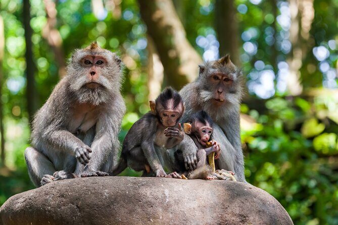 Full Day Best of Ubud Private Tour - Private Ubud sightseeing that keeps your day moving