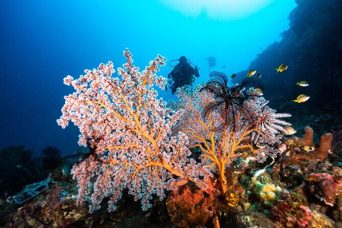 Full-Day Discover Scuba Diving Tour for Beginners in Tulamben - Price and Value: Why This Bundle Can Be Worth It