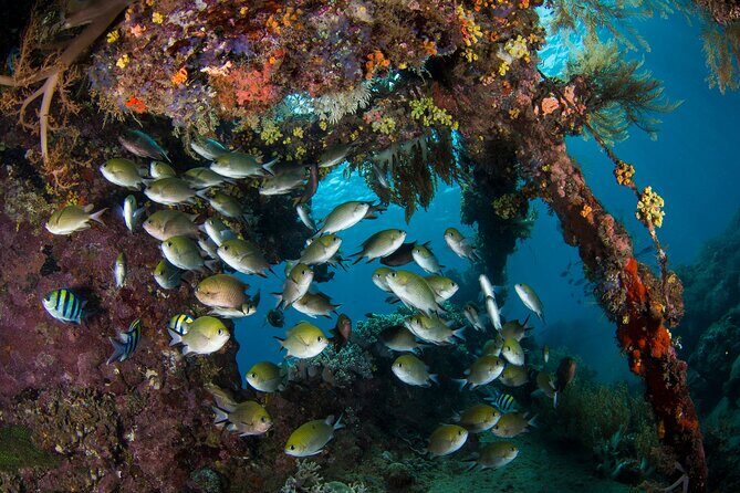 Full-Day Discover Scuba Diving Tour for Beginners in Tulamben - Who Should Book This (and Who Might Want to Skip It)