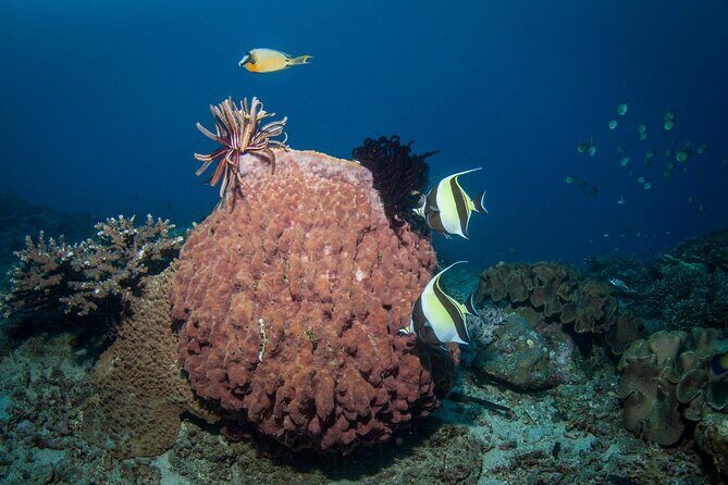 Full-Day Discover Scuba Diving Tour for Beginners in Tulamben - What You’ll See and How You’ll Feel After
