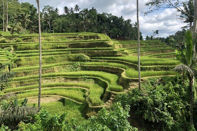 Full-Day Highlights and Best of Ubud Village - Tirta Empul: The Holy Spring Temple and Why It Feels Different