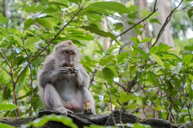 Full Day Kintamani Volcano View and Ubud Village Tour - Barong and Keris dance at Sila Culture: what to watch for