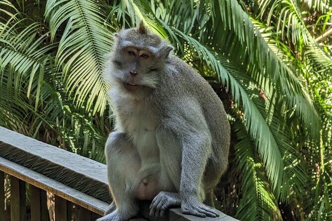 Full Day Private Tour to Ubud Waterfall and Tanah Lot Sunset - Driver-guides: when hospitality changes the whole day