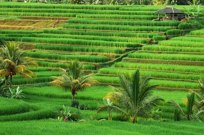 Full Day Private Water Temples Tour in Bali - Luhur Batukaru Temple: A Foothill Stop With Mountain Energy