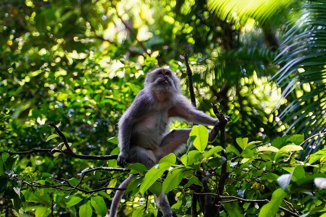 Full Day – Ubud Art Village and Mount Batur Kintamani with Lunch - Sacred Monkey Forest and Tegalalang rice terraces