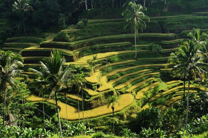 Full Day – Ubud Art Village and Mount Batur Kintamani with Lunch - Kintamani lunch with Mount Batur views, plus the coffee stop