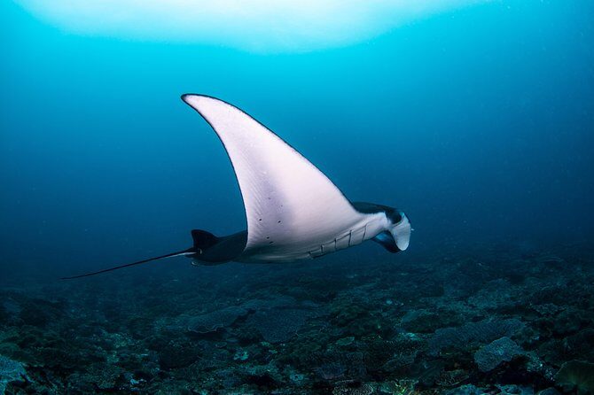 Fun Dive Nusa Penida Bali - For Certified Divers - Key Points to Know Before You Go