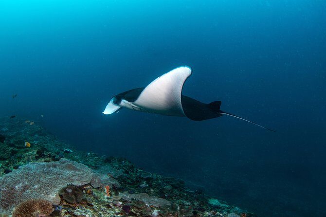 Fun Dive Nusa Penida Bali - For Certified Divers - A 6:30 AM Start and Back-At-3 Rhythm