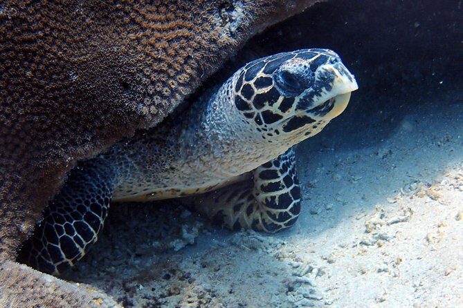 Fun Dive Nusa Penida Bali - For Certified Divers - What You Actually Get: Included Perks That Keep the Day Smooth