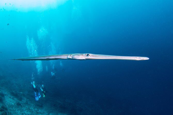 Fun Dive Nusa Penida Bali - For Certified Divers - Staff Quality: The Small-Group Factor and Real Safety Focus